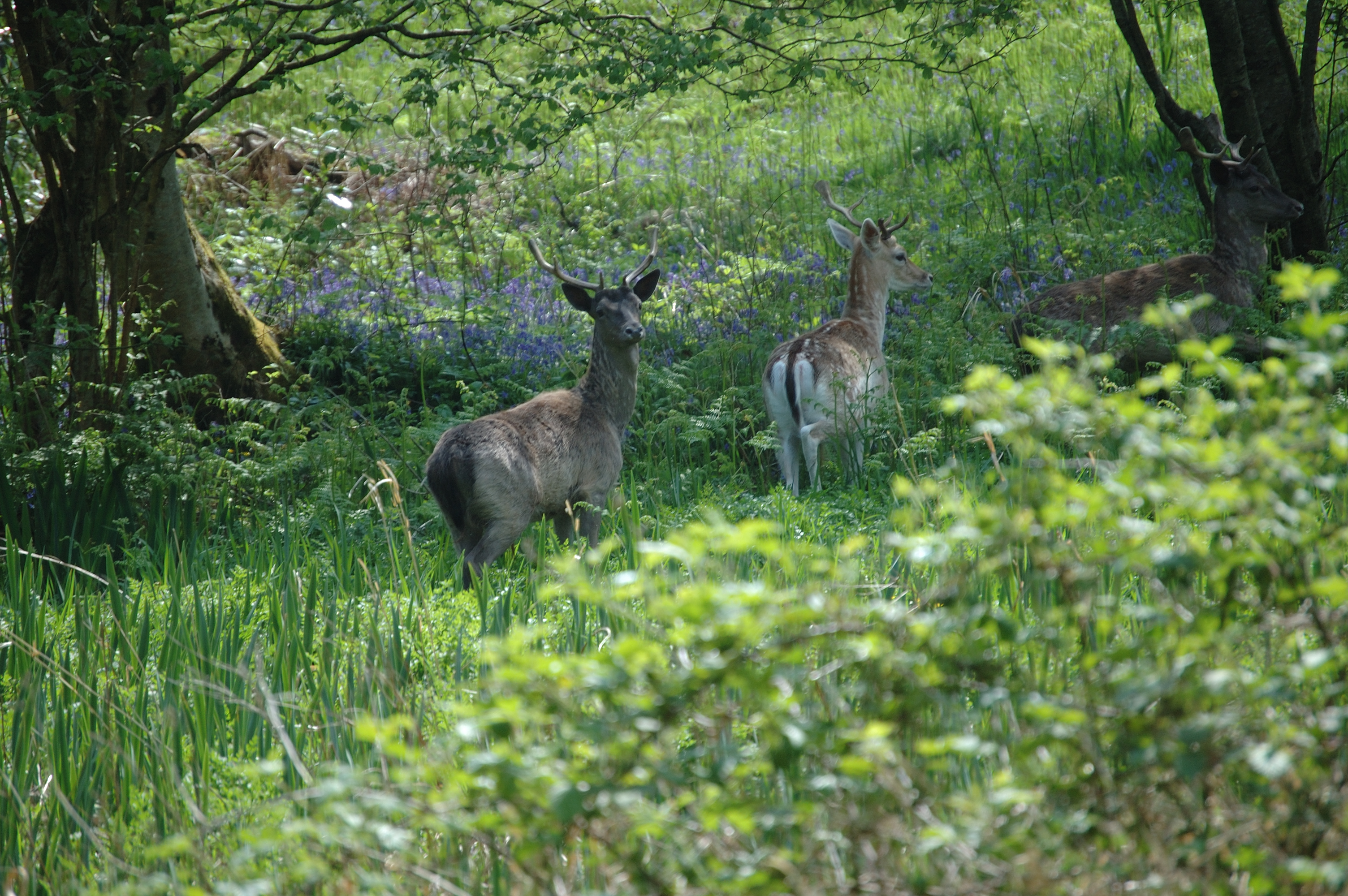 photos/wildlife/Mammal_Species/Fallow_Deer/Scotland 2008 1396.jpg